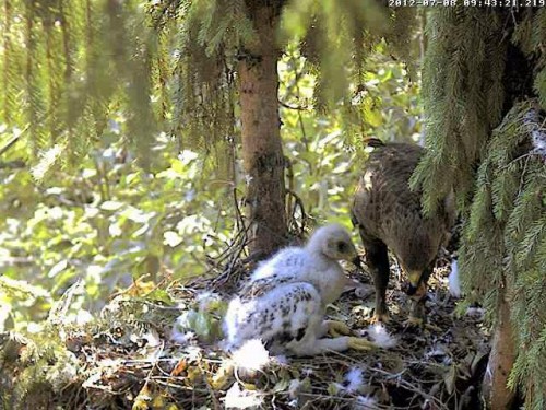 vlcsnap-2012-07-08-09h45m18s231.JPG