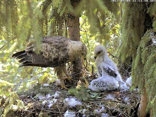 vlcsnap-2012-07-08-11h15m51s41.JPG