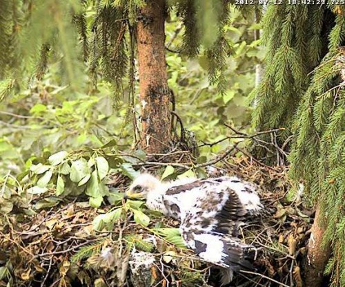 vlcsnap-2012-07-12-18h44m33s219.JPG