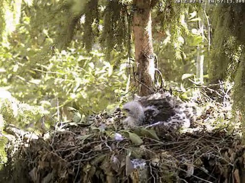 vlcsnap-2012-07-13-14h59m19s188.JPG