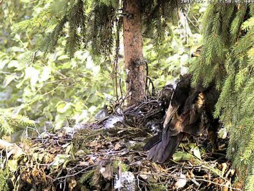 vlcsnap-2012-07-15-18h11m25s123.JPG