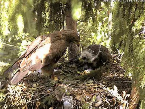 vlcsnap-2012-07-16-17h46m37s102.JPG