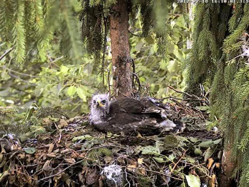 vlcsnap-2012-07-18-16h12m28s59.JPG