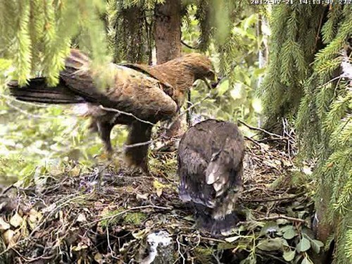 vlcsnap-2012-07-21-14h18m34s122.JPG