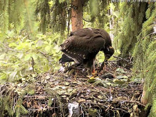 vlcsnap-2012-07-25-12h09m06s216.JPG