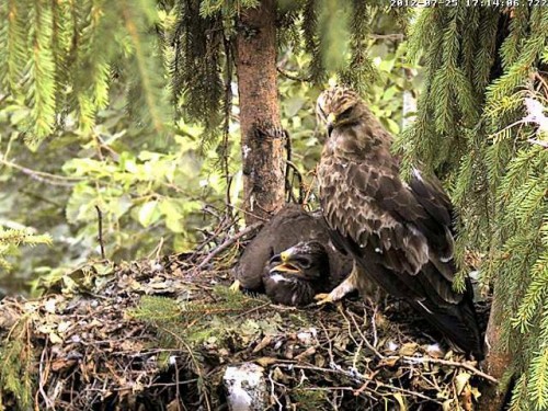 vlcsnap-2012-07-25-17h16m23s241.JPG