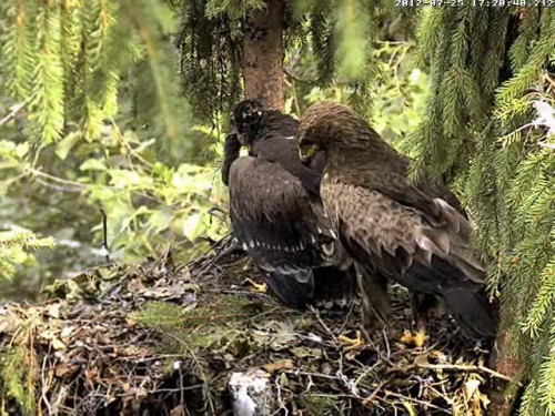 vlcsnap-2012-07-25-17h26m25s138.JPG