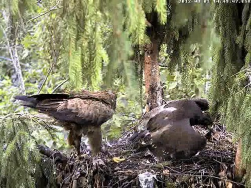 vlcsnap-2012-08-01-14h52m15s23.JPG
