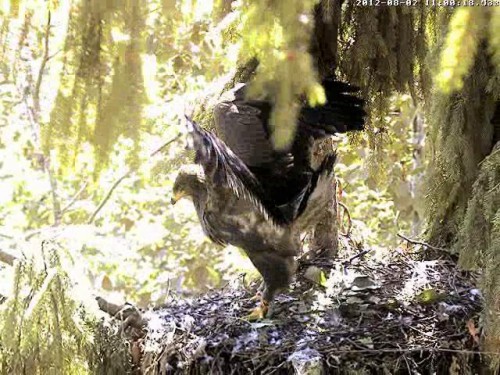 vlcsnap-2012-08-02-11h02m54s132.JPG