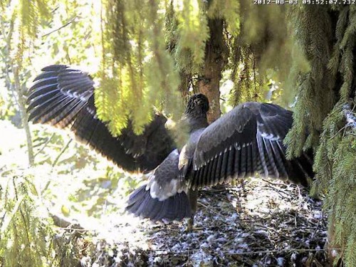 vlcsnap-2012-08-03-09h54m50s244.JPG