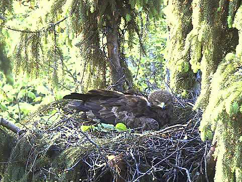 vlcsnap-2011-05-23-07h32m20s68-crop.png