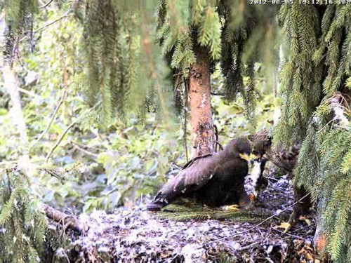 vlcsnap-2012-08-05-19h17m40s244.JPG