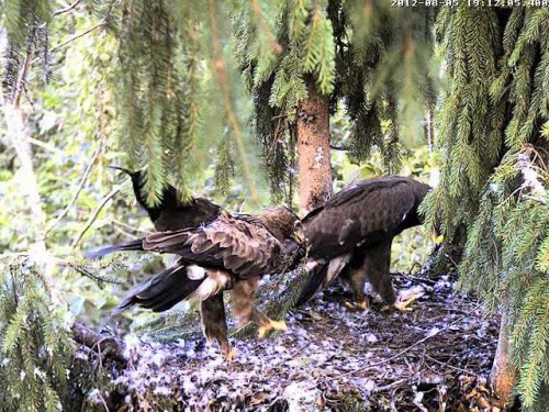vlcsnap-2012-08-05-19h17m31s146.JPG