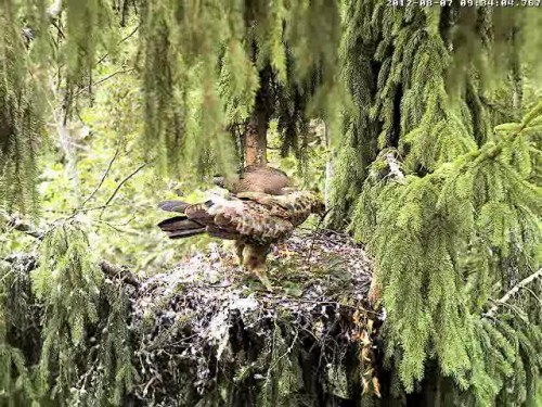vlcsnap-2012-08-07-09h39m38s182.JPG