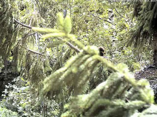 vlcsnap-2012-08-08-11h46m01s25.JPG