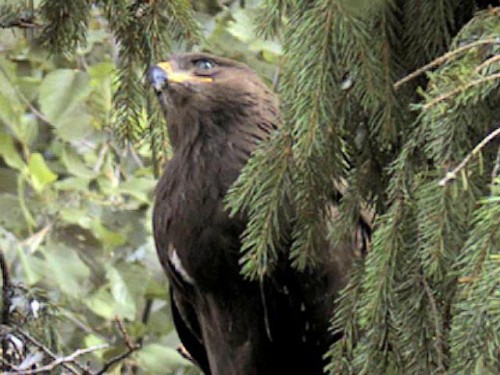 vlcsnap-2012-08-11-08h01m33s49.JPG