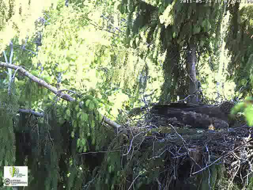 vlcsnap-2011-05-24-18h07m50s235.png