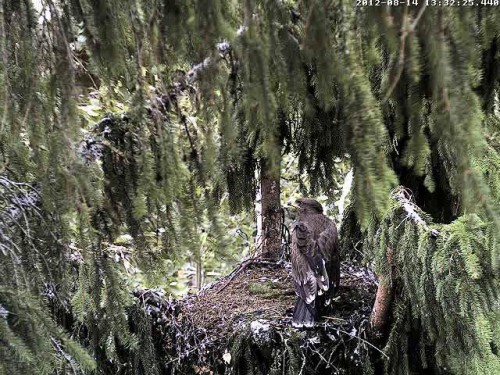vlcsnap-2012-08-14-13h35m10s125.JPG
