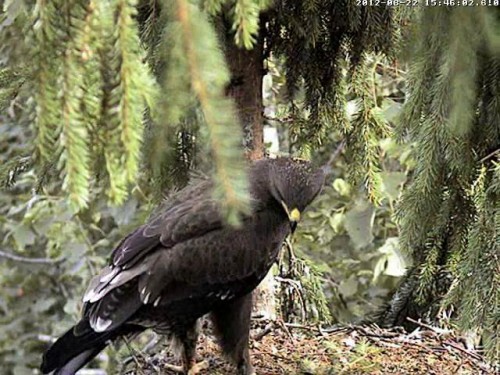 vlcsnap-2012-08-22-15h56m59s225.JPG