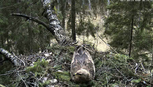 vlcsnap-2011-04-24-20h28m11s62.png