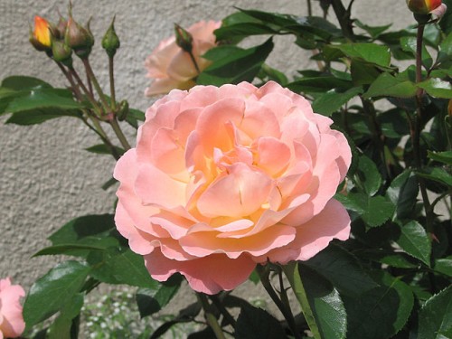 rozes2.jpg