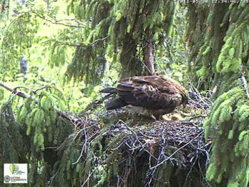 vlcsnap-2011-05-30-12h35m15s64.png