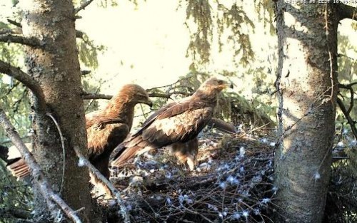 Erglis- Koits.JPG