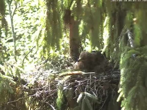 vlcsnap-2013-06-10-09h03m42s161.jpg