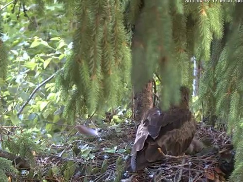 vlcsnap-2013-06-17-17h09m11s94.jpg