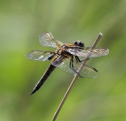 Libellula_fulva_a.jpg