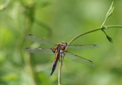 Libellula_quadrimaliculata_a.jpg