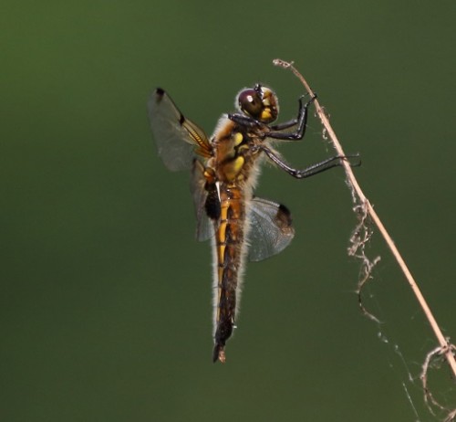 Libellula_quadrimaculata2.JPG