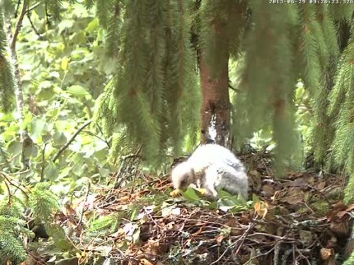 vlcsnap-2013-06-29-09h27m15s225.jpg