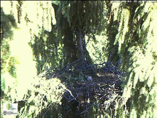 vlcsnap-2011-06-04-17h42m21s72.png