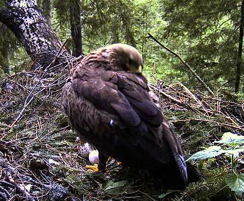 vlcsnap-2011-06-04-21h27m43s236.png