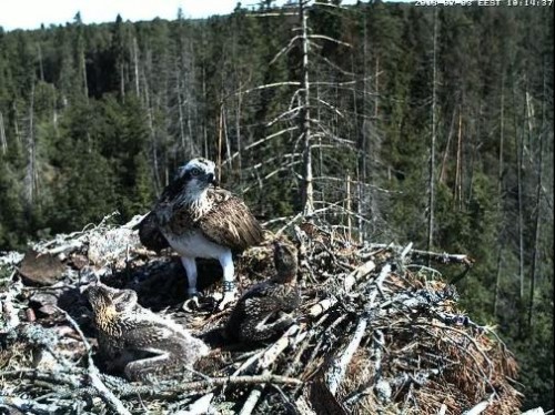 Zivjerglis-3.JPG