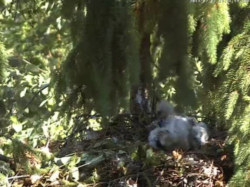 vlcsnap-2013-07-03-17h42m16s244.jpg