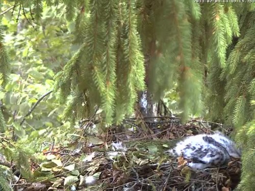 vlcsnap-2013-07-04-14h49m39s57.jpg