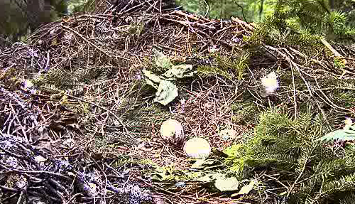 vlcsnap-2011-06-05-18h08m14s47.png