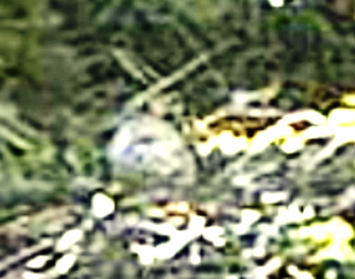 vlcsnap-2011-06-05-17h26m36s79.png