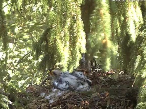 vlcsnap-2013-07-06-16h02m05s227.jpg
