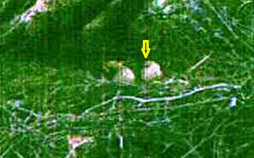 vlcsnap-2011-06-05-22h31m18s191.png