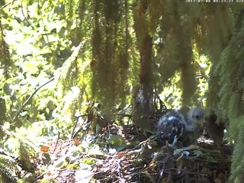 vlcsnap-2013-07-08-09h34m01s144.jpg