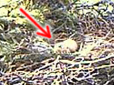 vlcsnap-2011-06-06-07h52m16s233-crop-fly.png