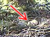 vlcsnap-2011-06-06-07h52m18s255-crop-fly.png