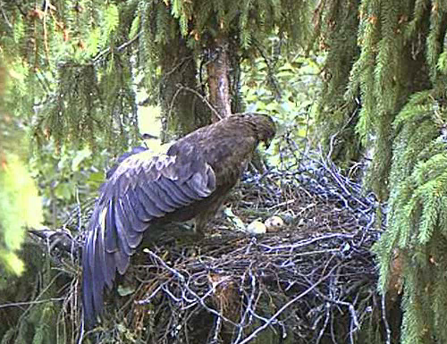 vlcsnap-2011-06-06-19h44m52s176.png