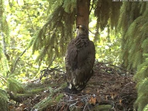 vlcsnap-2013-07-21-12h01m04s64.jpg