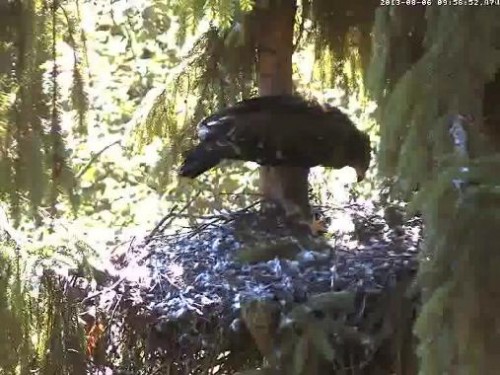 vlcsnap-2013-08-06-09h58m49s183.jpg