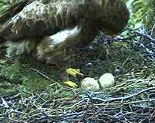 vlcsnap-2011-06-11-22h15m53s111.png
