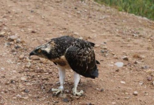 Zivjerglis.JPG